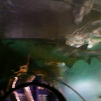 P1000871.jpg