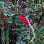 P1000351.JPG